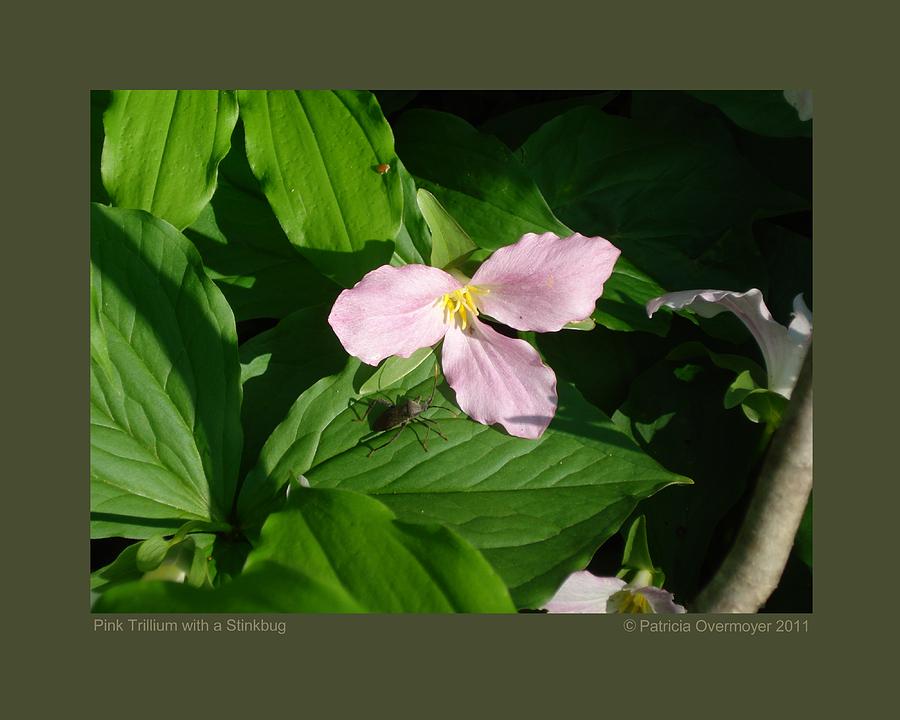 Pink Trillium witha Stinkbug Photograph by Patricia Overmoyer