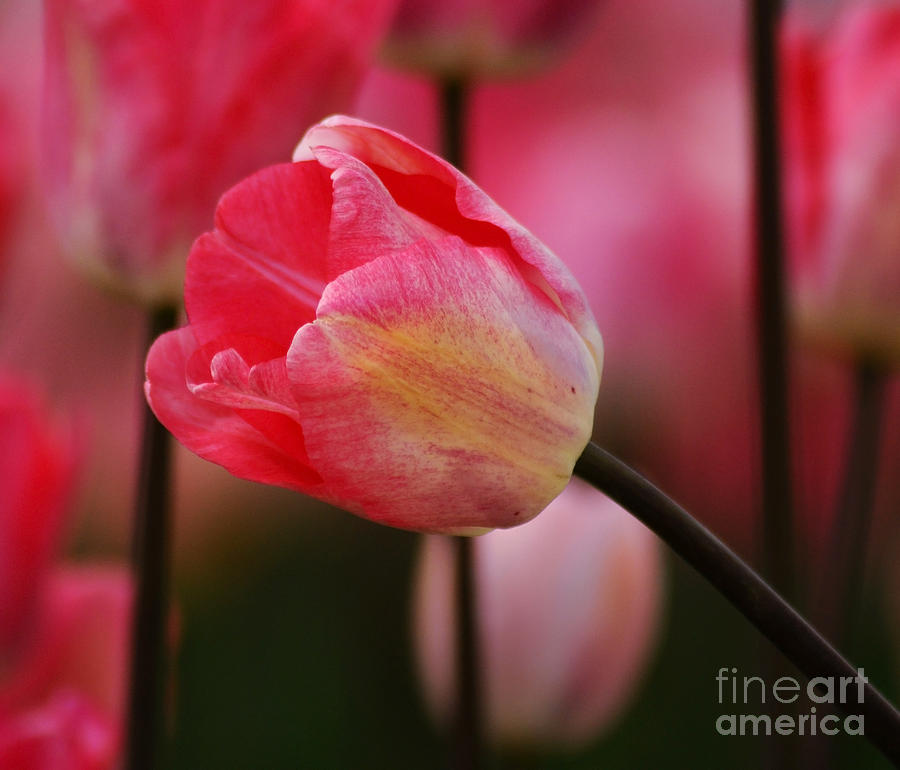 Pink Tulip 2 Photograph by Vivian Christopher