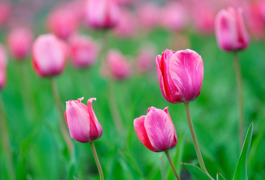 Pink Tulip Bed Photograph