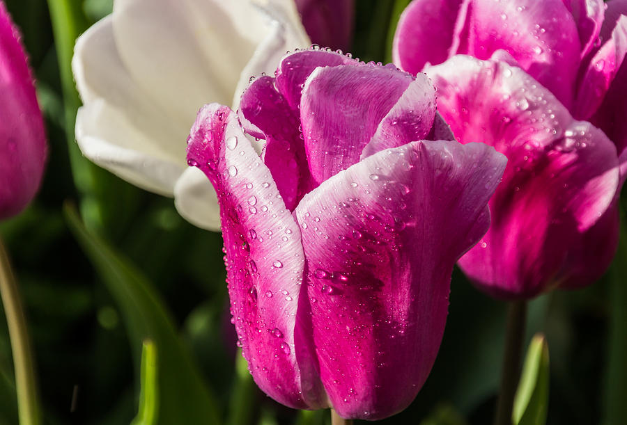 Pink Tulip Photograph by David Gleeson