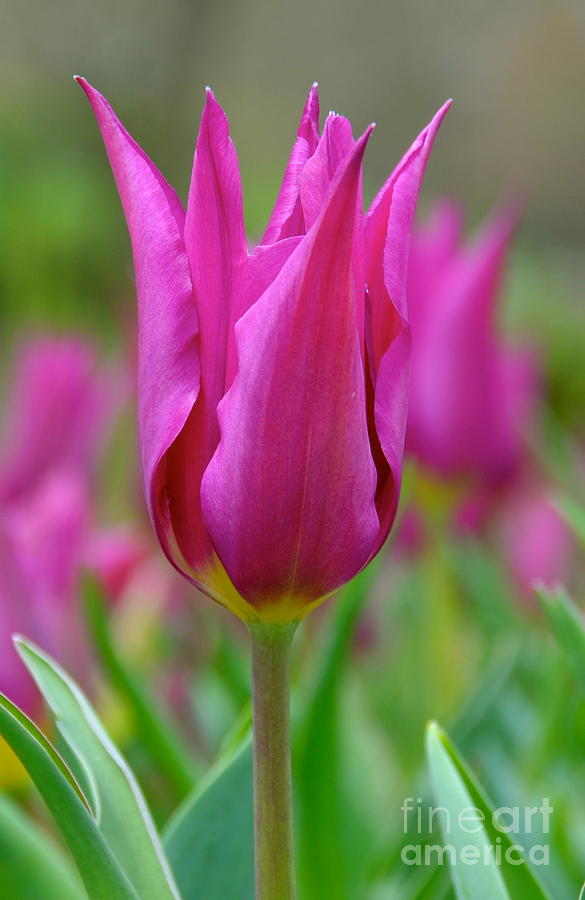 Tulip Photograph - Pink Tulip by Debbi Granruth