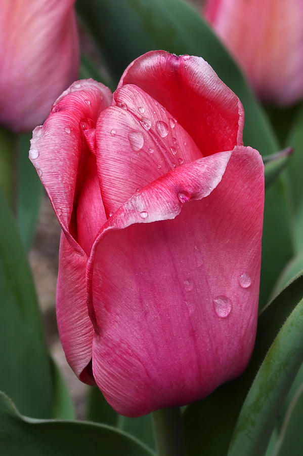 Pink Tulip In The Rain Photograph by Tracie Schiebel