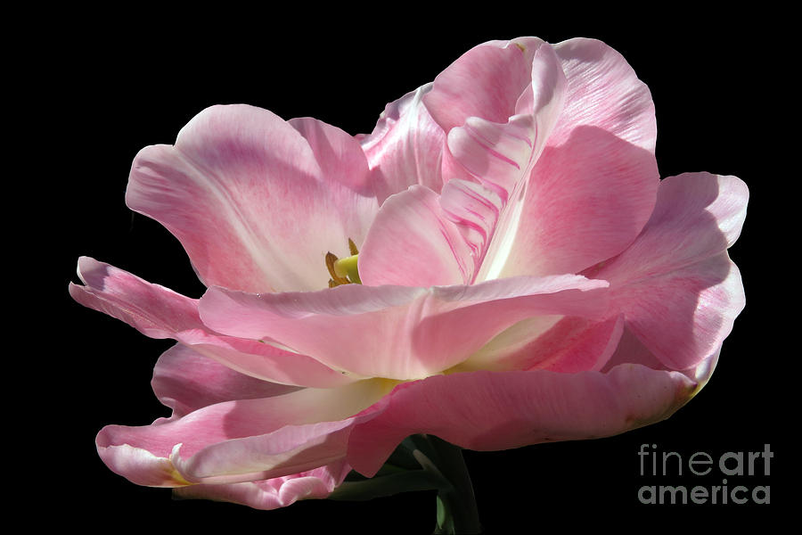 Spring Photograph - Pink Tulip Isolated by Darleen Stry