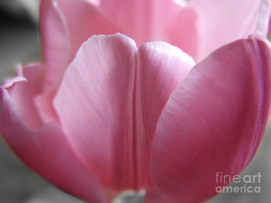 Pink Tulip Macro Photograph Photograph by Kristen Fox
