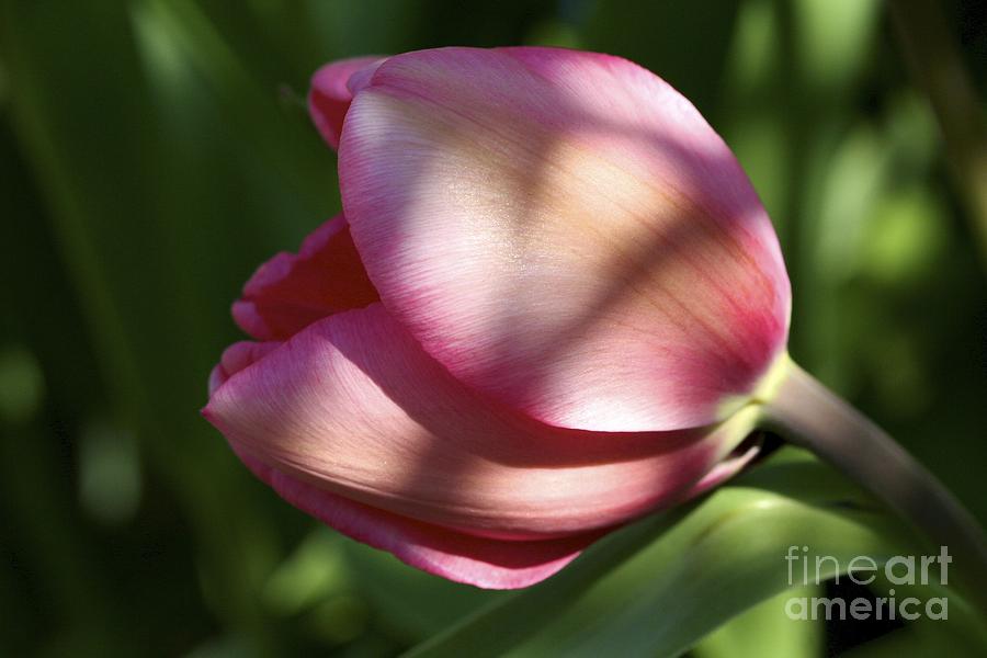Spring Photograph - Pink Tulip by Mihaela Limberea
