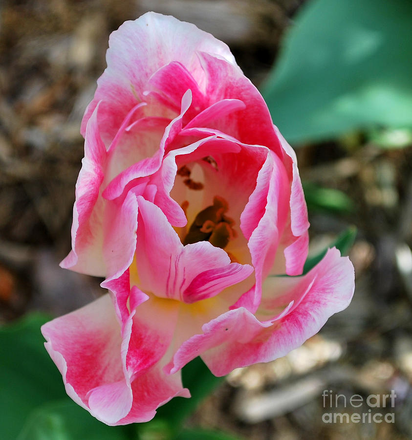 Tulip Photograph - Pink Tulip  by Nancy Mueller
