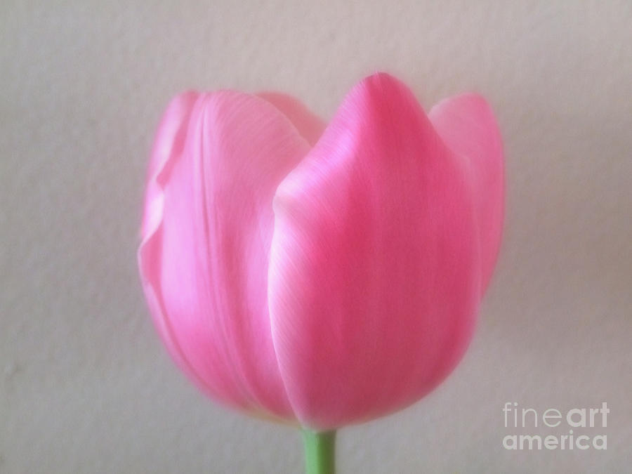 Pink Tulip Soft Focus Photograph Photograph by Kristen Fox