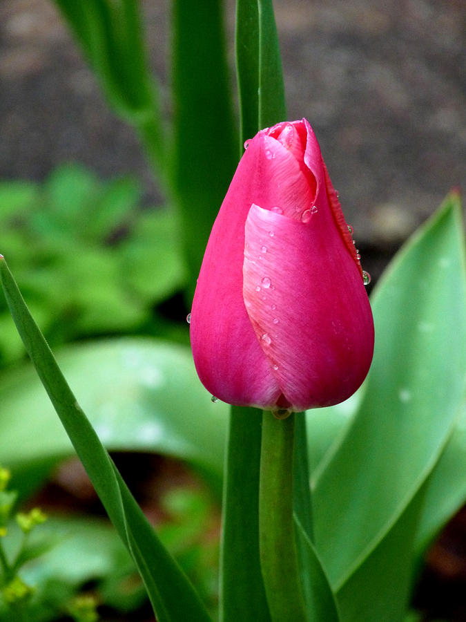 PInk Tulip Photograph by Terry Eve Tanner