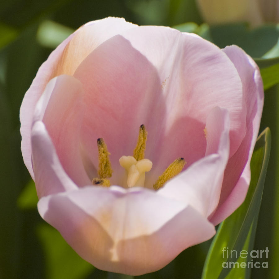 Pink Tulip Photograph by Tim Mulina