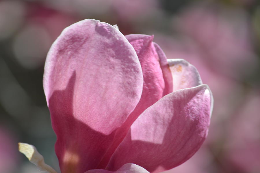 Pink Tulip Tree Flower Photograph by P S - Fine Art America