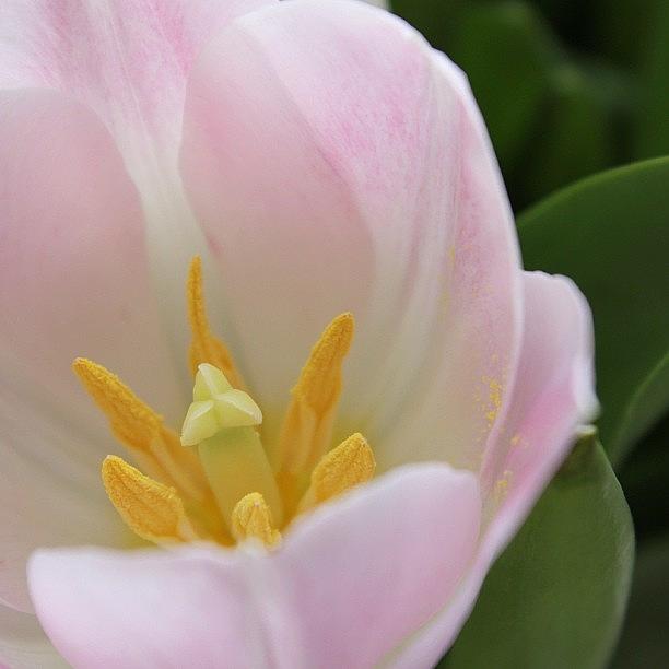 Pink Tulip Photograph by Unique Louise