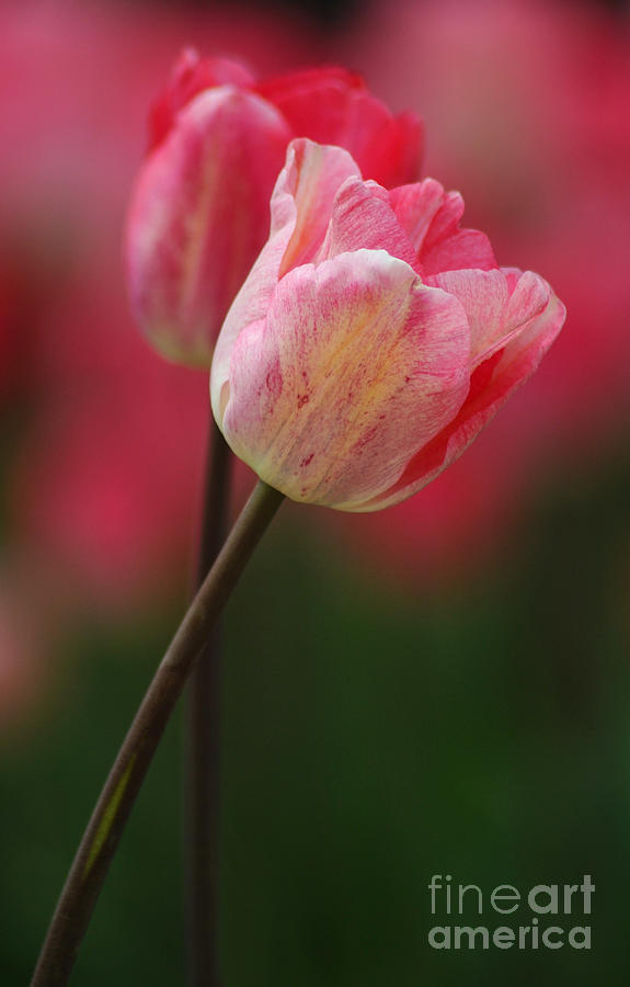 Pink Tulip Photograph by Vivian Christopher