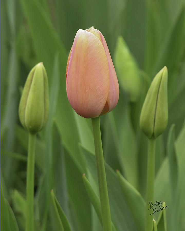 Nature Photograph - Pink Tulip with Buds by Betty Denise