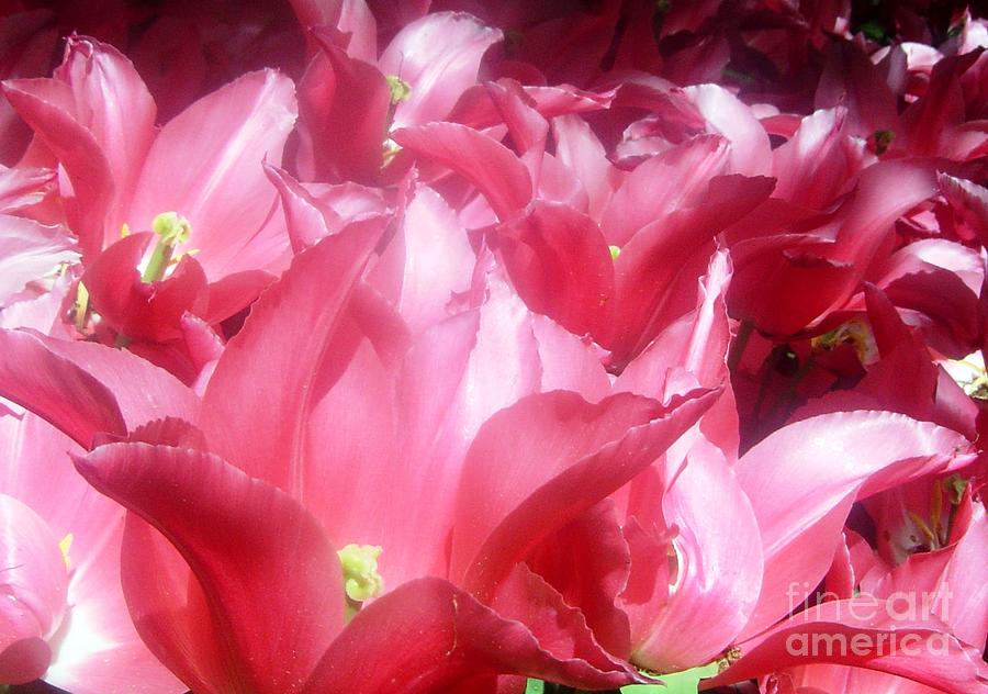 Pink Tulips Photograph by Amalia Suruceanu