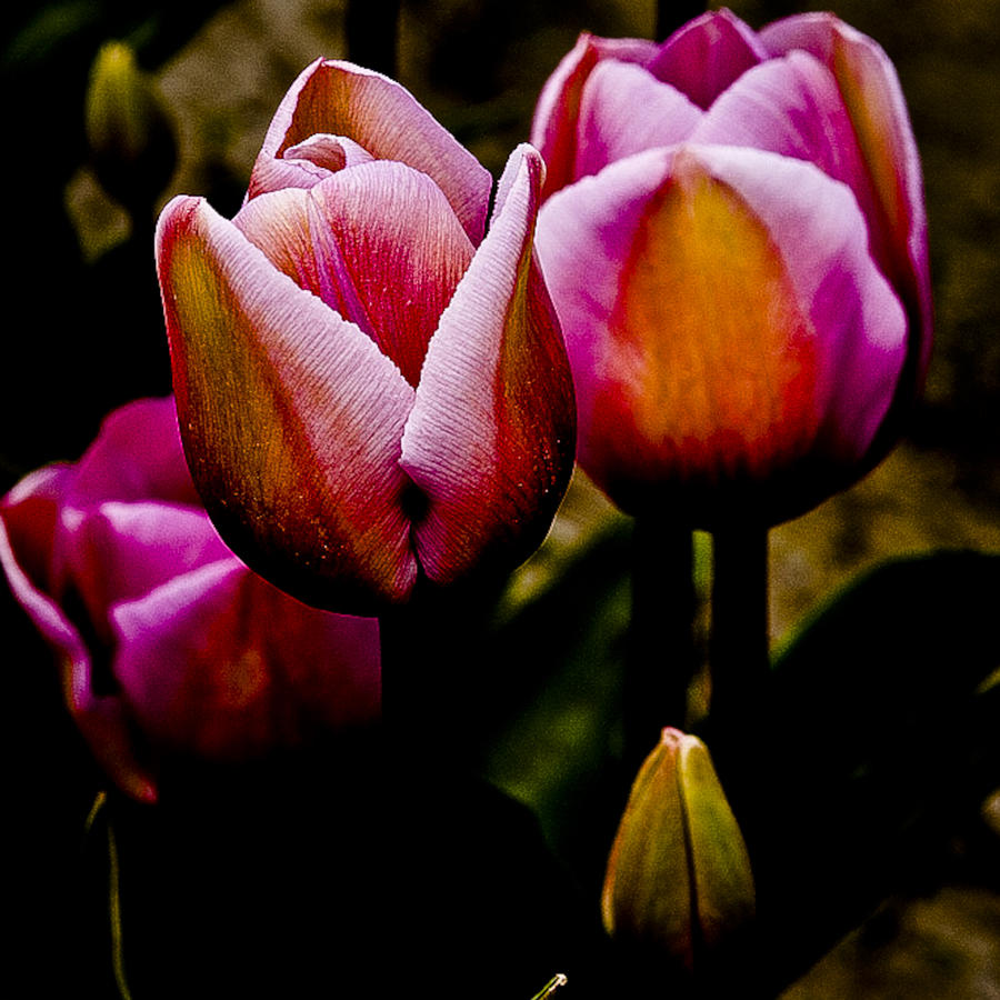 Pink Tulips Photograph by David Patterson