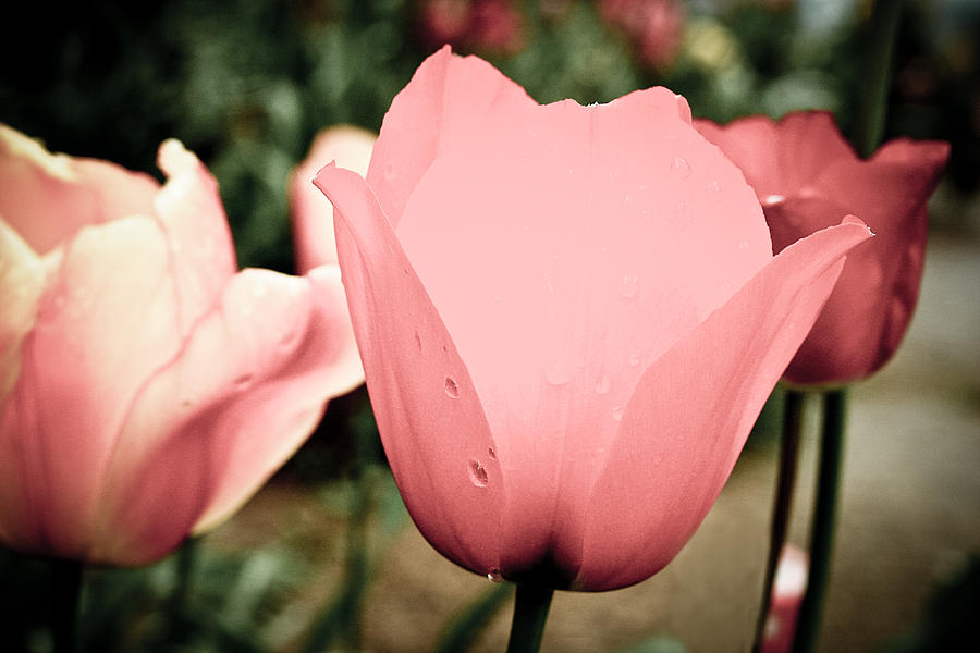 Pink tulips Photograph by Emanuel Tanjala