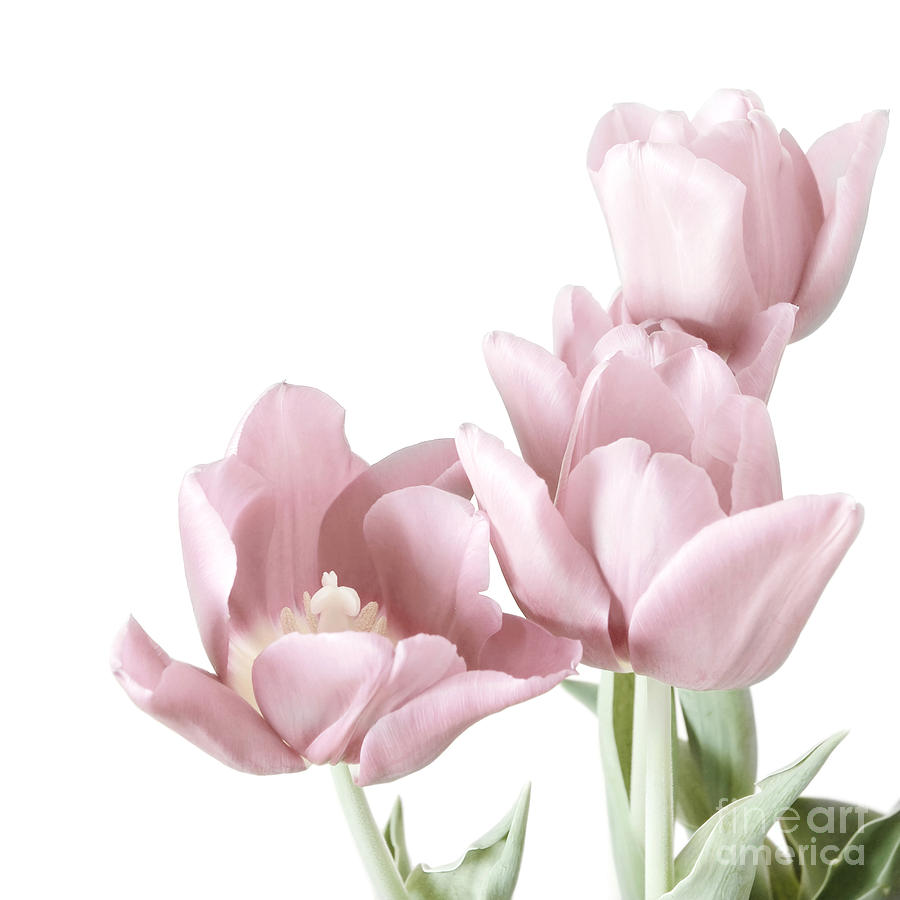 Pink Tulips Photograph by HD Connelly