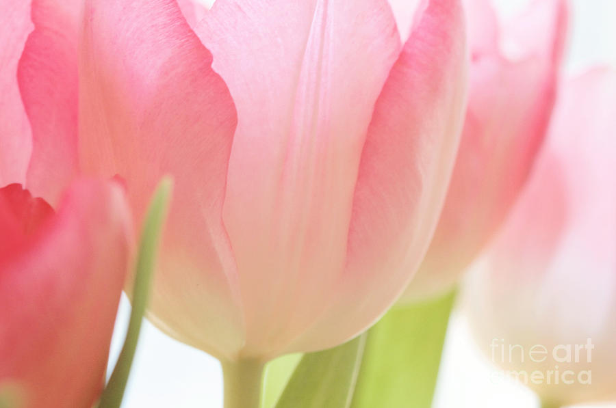 Pink Tulips Photograph by Kim Fearheiley
