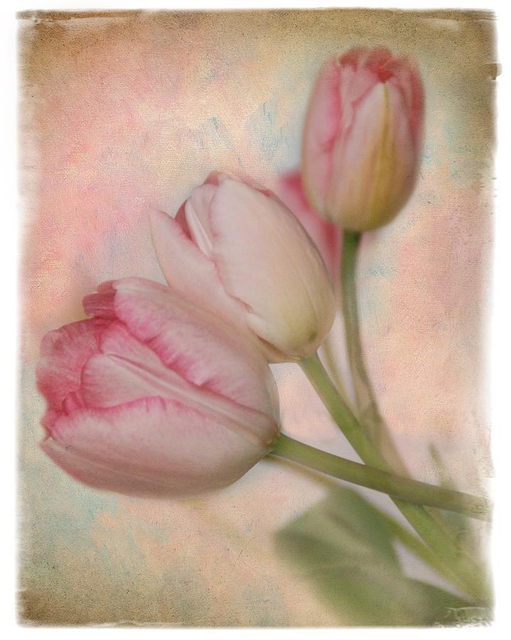 Pink Tulips Photograph by Norma Warden