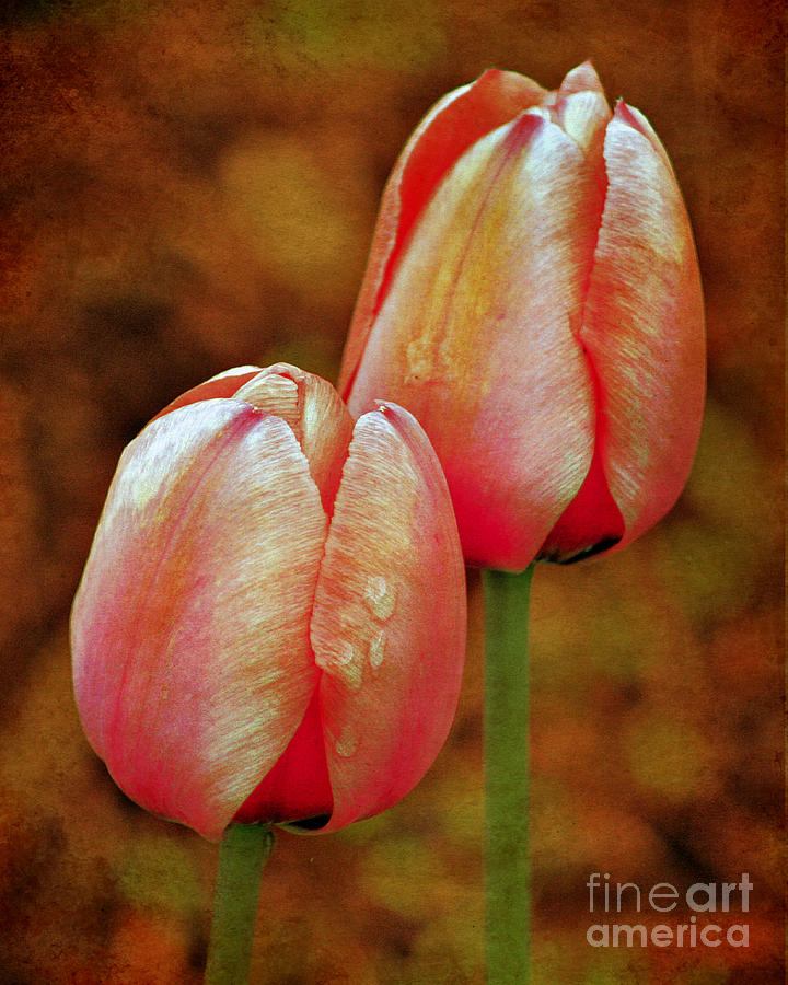Pink Tulips Photograph by Smilin Eyes Treasures