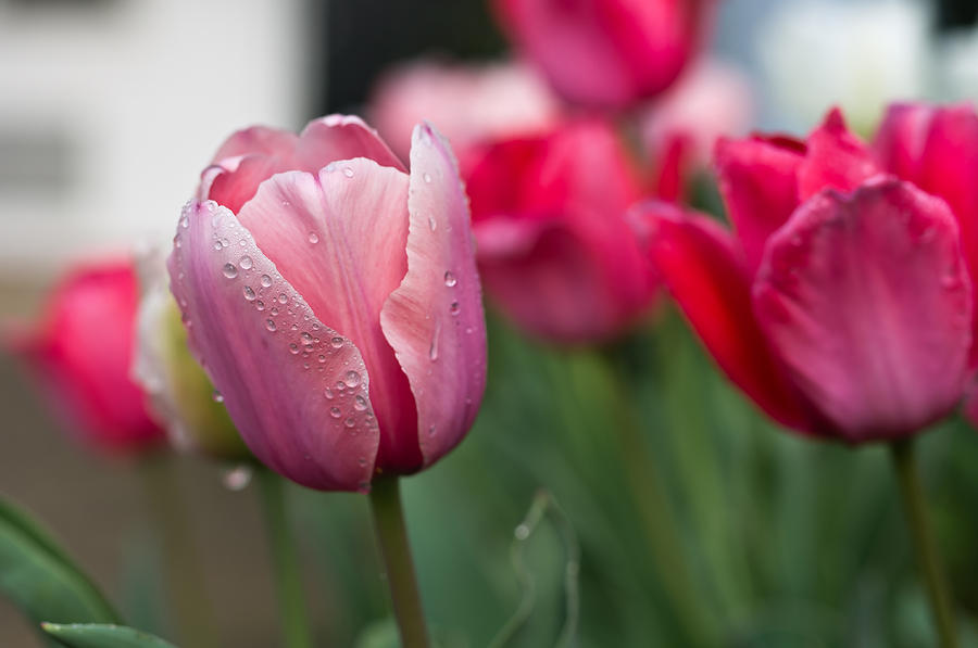 Pink Tulips With Water Drops Photograph