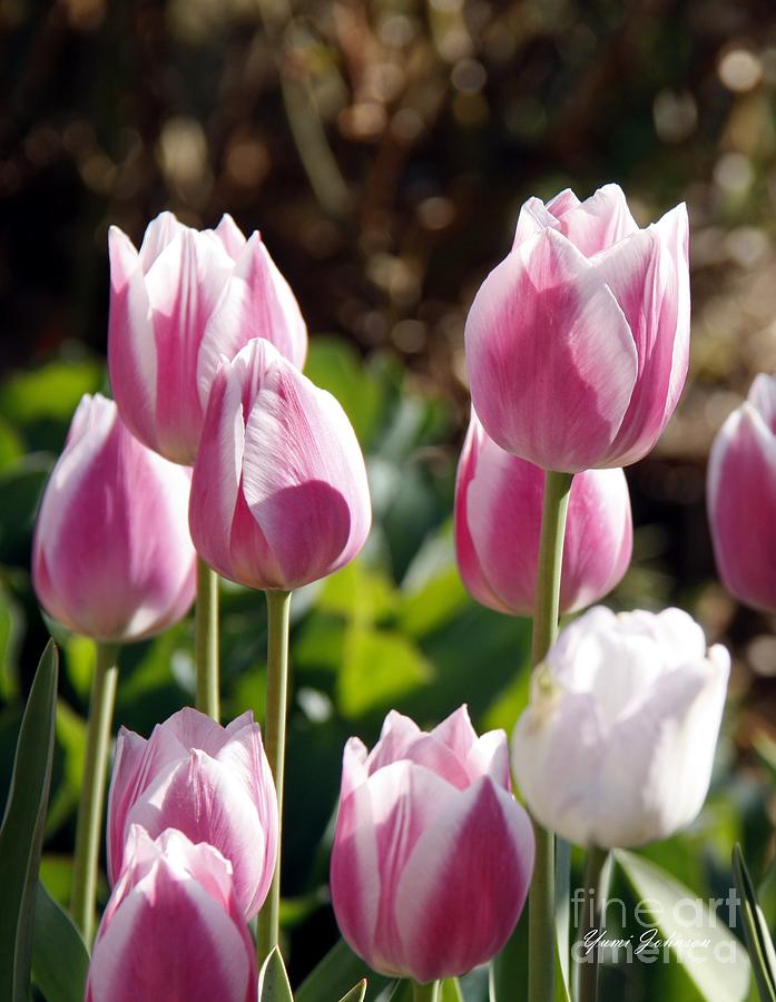Pink Tulips Photograph by Yumi Johnson