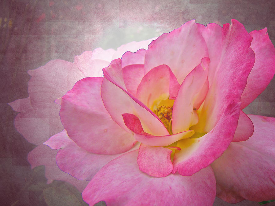 Pink Victorian Rose Photograph by Carol Senske
