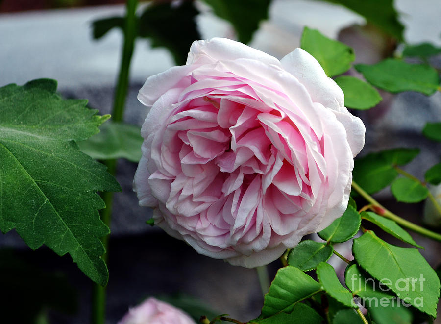 Pink Victorian Rose Photograph by Eva Thomas