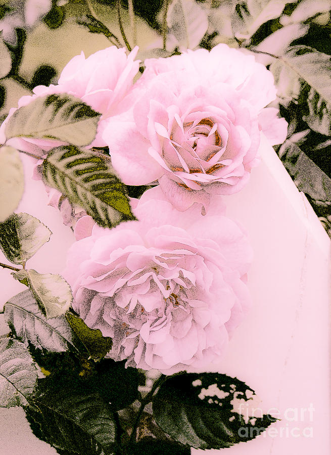 Pink Vintage Roses Photograph by Karen Lewis