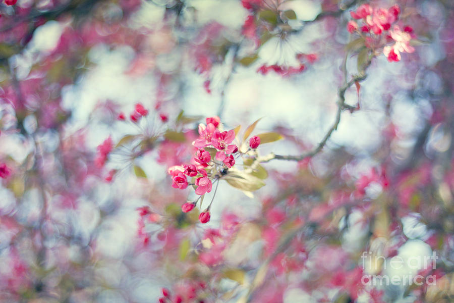 Nature Photograph - Pink by Violet Gray