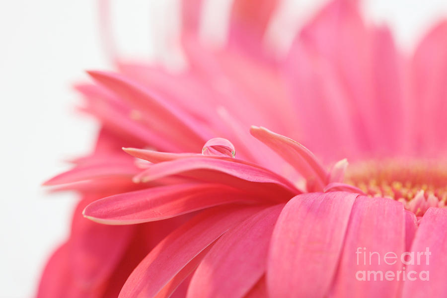 Flowers Still Life Photograph - Pink Water Drop by Kim Fearheiley