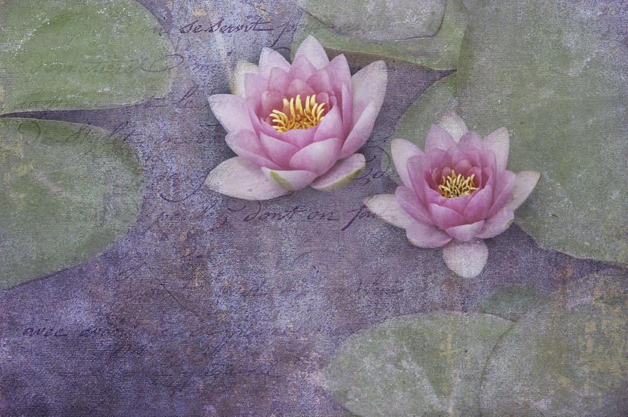 Pink water lillies Photograph by Carolyn DAlessandro