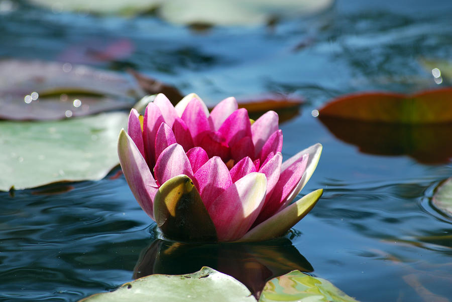Pink Water Lily Photograph by Amee Cave