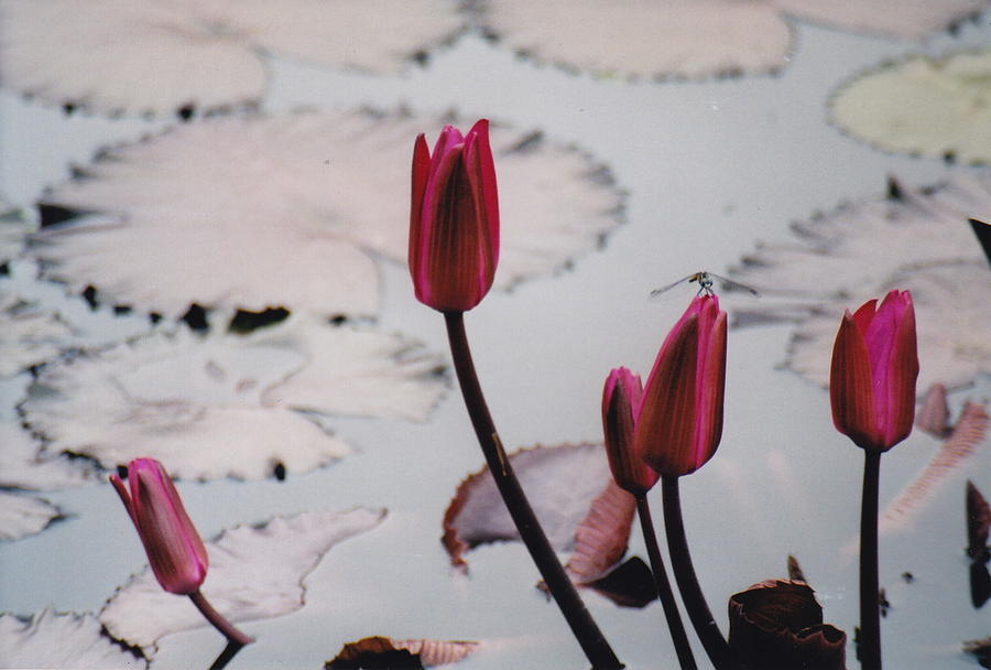 Pink Water Lily Buds Photograph by Barbara Plattenburg