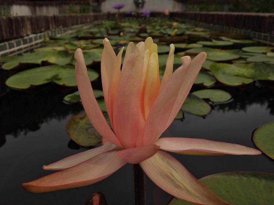 Pink Water Lily Photograph by Chad and Stacey Hall