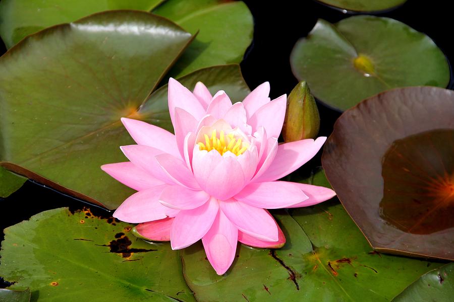 Pink Water Lily Photograph by Charlene Reinauer