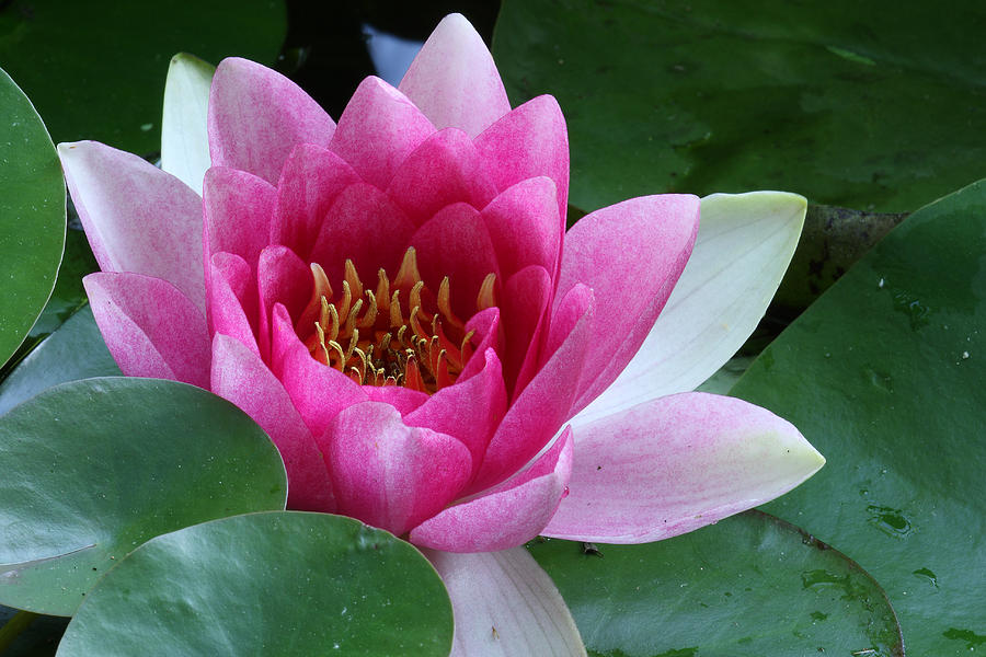 Pink Water Lily Photograph by Daniel Reed