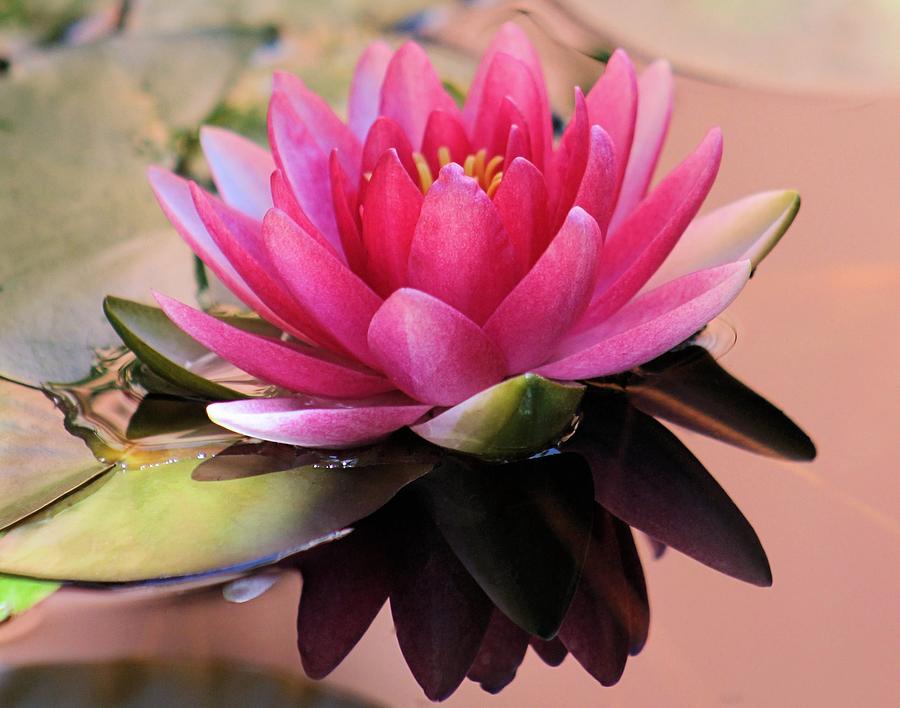 Pink Water Lily Photograph by Elizabeth Budd