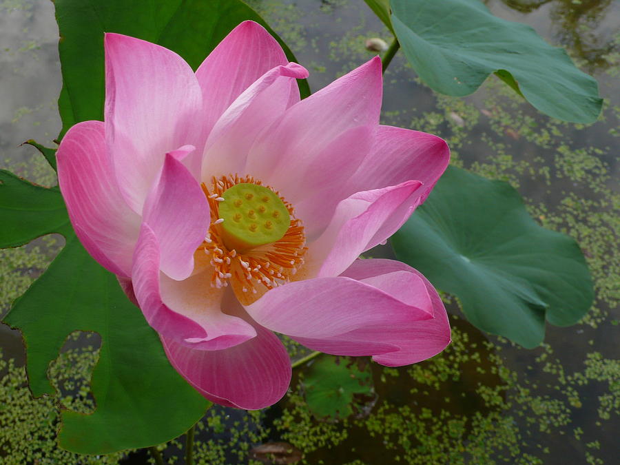 Sacred Pink Lotus Photograph by Gregory Smith - Fine Art America