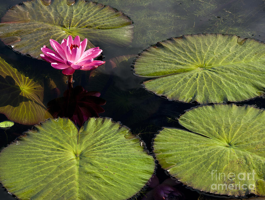 Pink Water Lily I Photograph by Heiko Koehrer-Wagner