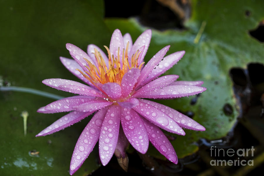Garden Photograph - Pink water lily Nymphaea caerulea by Yossi Aptekar