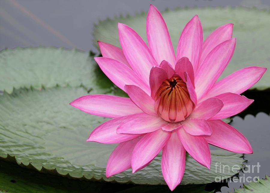 Pink Water Lily Tutu Photograph by Sabrina L Ryan
