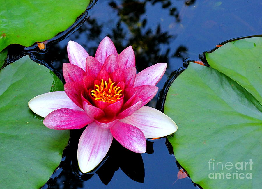 Pink Waterlily Photograph by B Rossitto