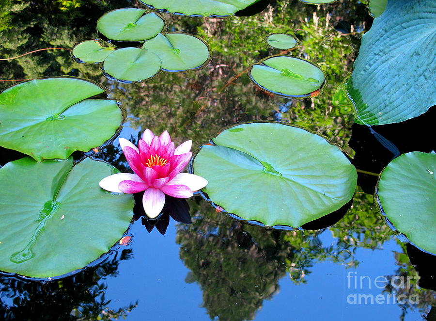 Pink Waterlily Two Photograph by B Rossitto