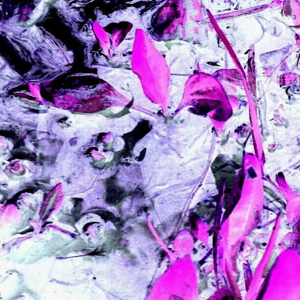 Droid Photograph - Pink Weed Abstract Series 1/3 #android by Marianne Dow