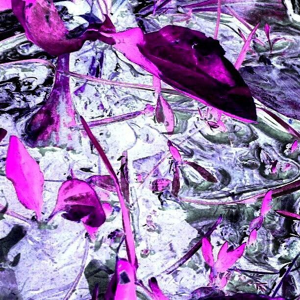 Droid Photograph - Pink Weed Abstract Series 2/3 #android by Marianne Dow