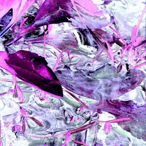Droid Photograph - Pink Weed Abstract Series 3/3 #android by Marianne Dow