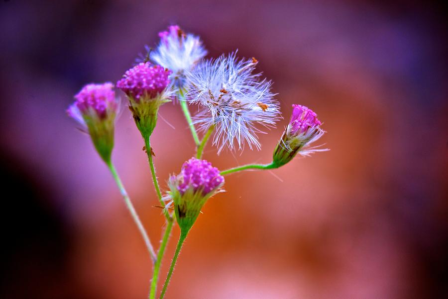 Pink Wild Flower Photograph by Prince Andre Faubert