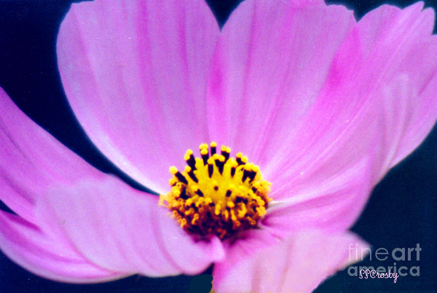 Pink Wild Flower Photograph by Susan Stevens Crosby
