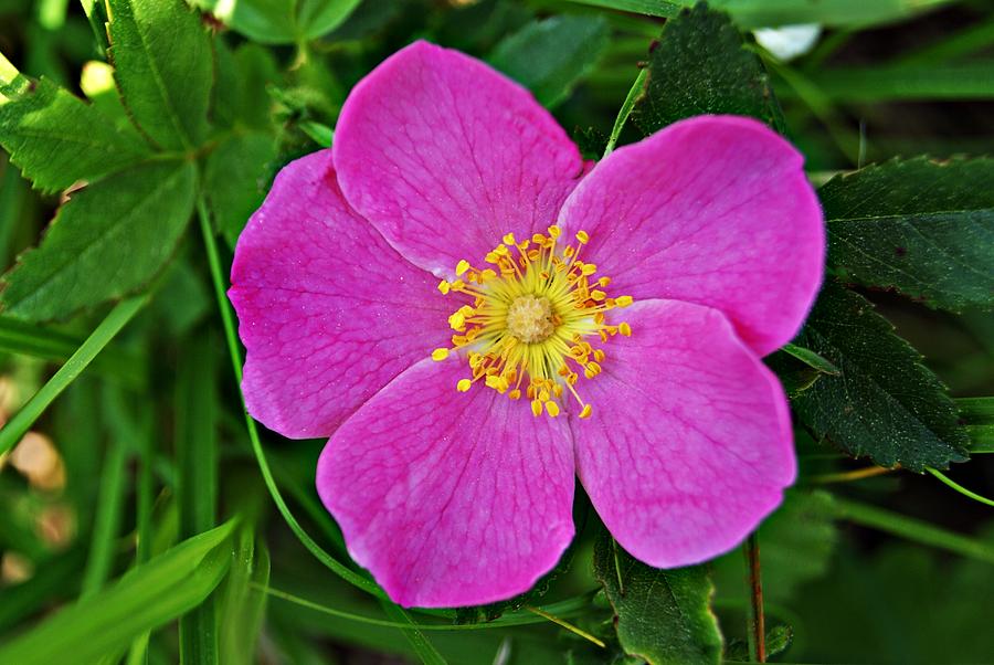 Pink Wildflower 1 Photograph by Joe Faherty